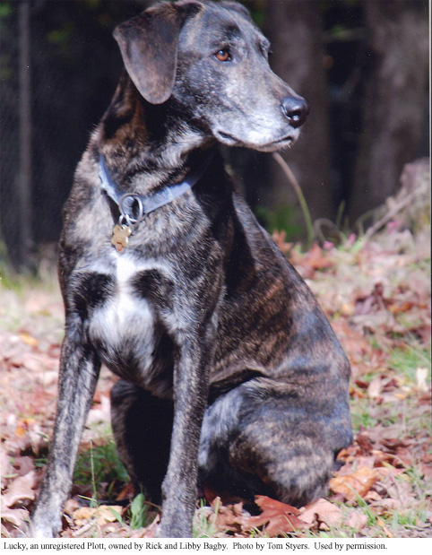 Plott Hound