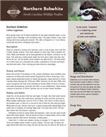 Download the full profile at the Wildlife Resources Commission web site