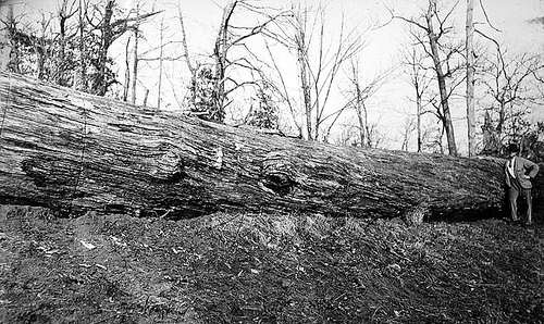 Giant red Oak Girdled and Killed to clear land; Bicknell Photograph Collection, North Carolina State Archives, call #:  PhC8_114, Raleigh, NC.