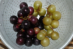 Scuppernong Grapes, right, NC State Fruit. Image courtesy of Flickr user dalexfilms. 