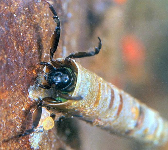 Caddisfly larva NCpedia