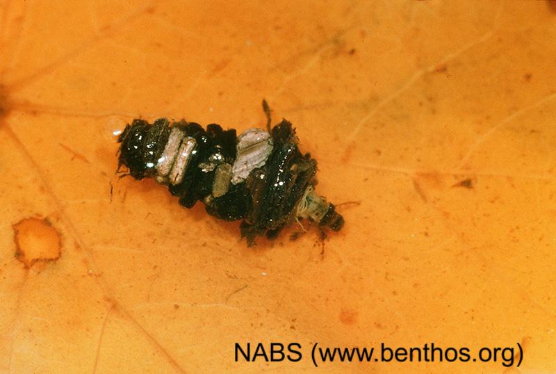 More Caddisfly larva NCpedia