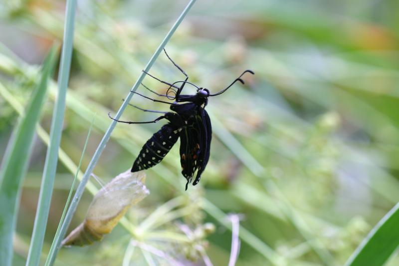 Eastern black swallowtail butterfly: Emerging from ...