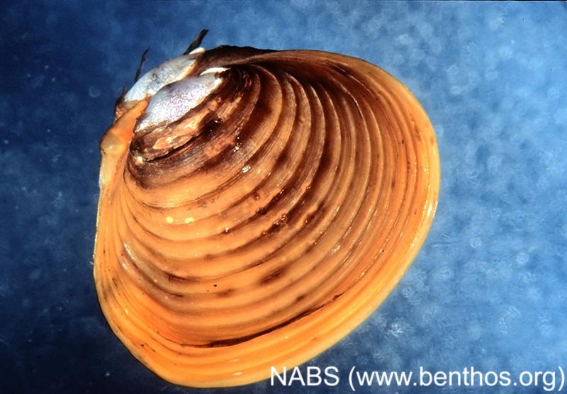 Freshwater clam | NCpedia