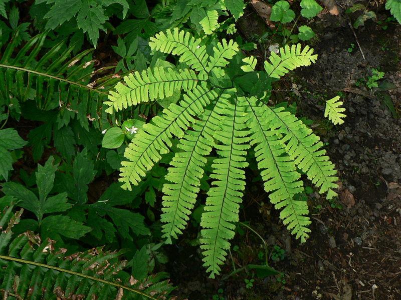 Maidenhair | NCpedia