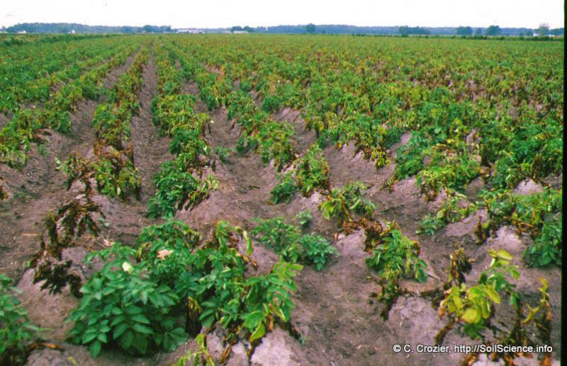 Potato production in North Carolina | NCpedia