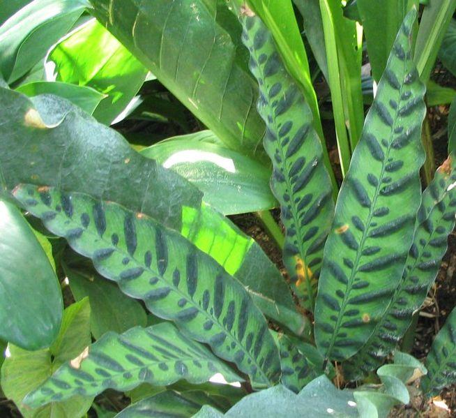 Rattlesnake plant | NCpedia