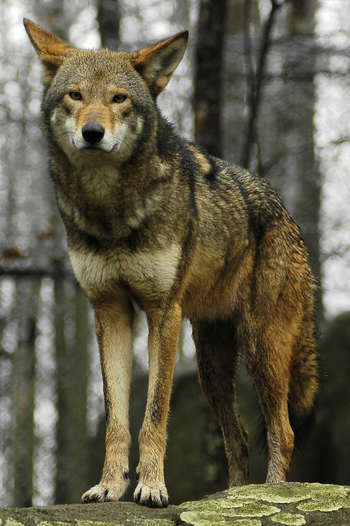 Red wolf NCpedia