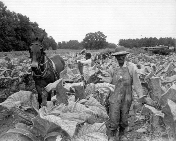 harvesting-tobacco-ncpedia