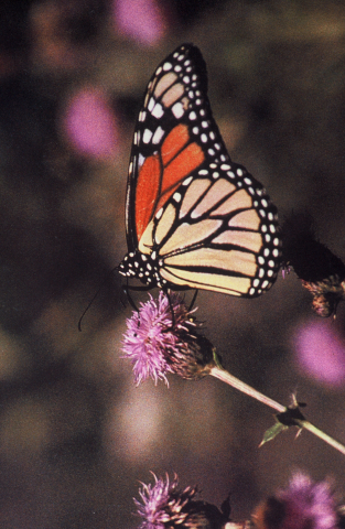 Butterflies