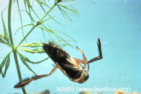 Backswimmer adult
