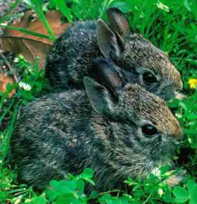North Carolina's mammals