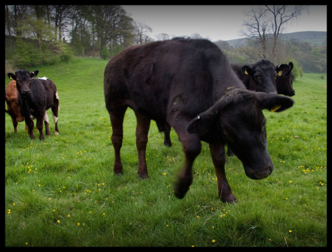 Cows in a pasture