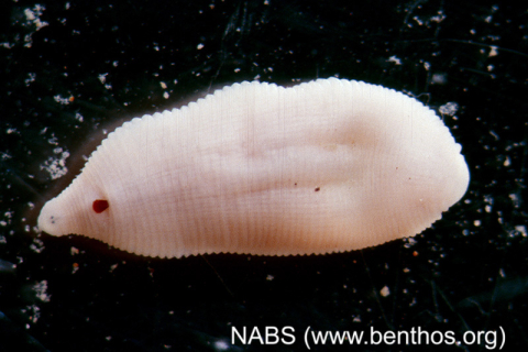 Leech