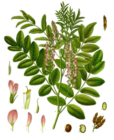 Licorice