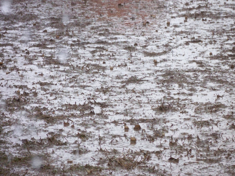 Muddy field