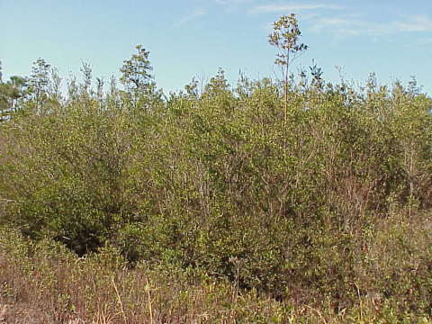 Pocosin wetland