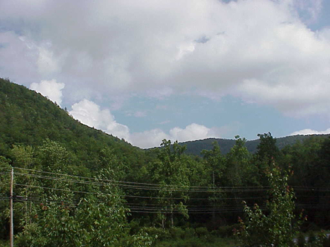 Rain and the forest