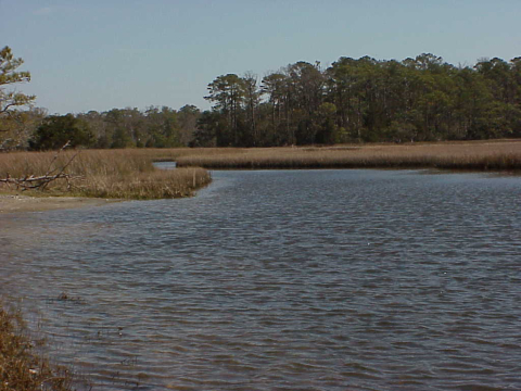 Salt marshes