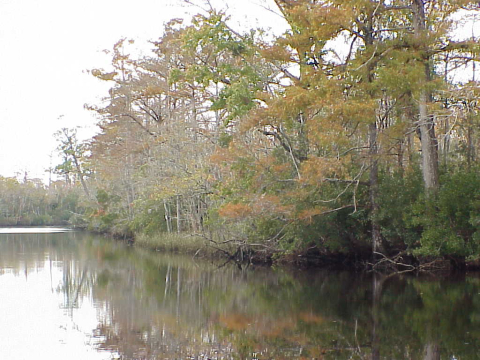 Swamp forest community-bottomland hardwood forest