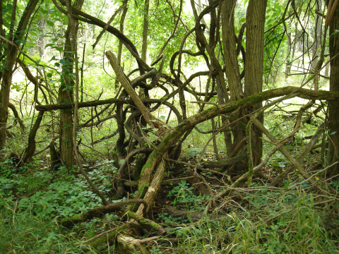Thicket
