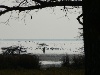 "Swans flying over Lake Mattamuskeet." Image courtesy of Flickr user Neil Smith, uploaded on December 8, 2007.