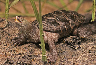 "Diamondback East Coast Terrapin at the North Carolina Acquarium, Fort Fisher, NC., 110623. Malaclemys terrapin", 2011. Image courtesy of Flickr user Jerry Oldenettel. 