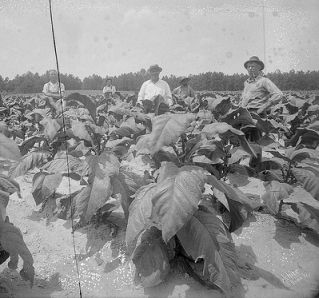 Group in tobacco field, no date (c.1920's-'30's). From the Dunn Area (Lewis White Studio) Photo Collection, PhC.121, North Carolina State Archives, Raleigh, NC, call #:  PhC.121-91  . 