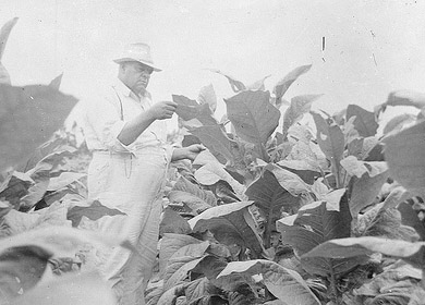 Unidentified man in tobacco field inspecting leaves, no date (1920's-1930's). From the Dunn Area (Lewis White Studio) Photo Collection, PhC.121, North Carolina State Archives, Raleigh, NC, call #: PhC.121-38.