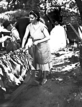 Tobacco "Putting in" looping, near Wilson, NC, July 1938, photo taken by Baker. From Conservation and Development Department, Travel and Tourism Division Photo Files, North Carolina State Archives, Raleigh, NC, call #:  ConDev1246B. 