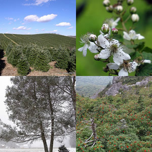 Clockwise from top left: (1) "Christmas Tree Production," photo courtesy of Flickr user 'Soil Science', Photo taken on October 19, 2010. (2) "Blackberries to be,"Photo courtesy of Flickr user 'BlueRidgeKitties', photo taken on June 3, 2011 at Grandfather Mountain, NC. (3) "Mountain Ash," Photo courtesy of Flickr user 'BlueRidgeKitties', photo taken on September 4, 2011 at Grandfather Mountain, NC. (4) "Hemlock at the Church," photo courtesy of Melina Stuart. Photo taken on January 7, 2011 on the Blue Ridge Parkway.