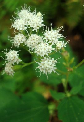 White Snake Root, a cause milk sickess. Asheville, NC. Image courtesy of Flickr user Zen Sutherland. 