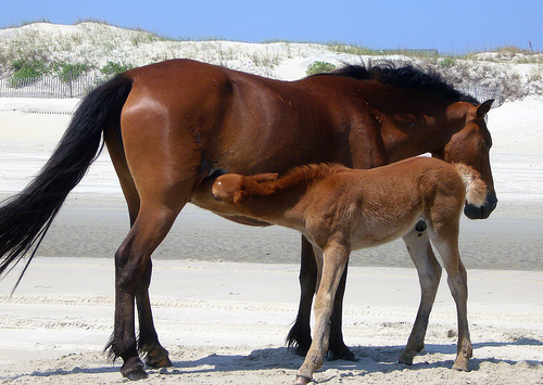 Two horses one large and one small. Standing near a large hill with shrubs and trees 